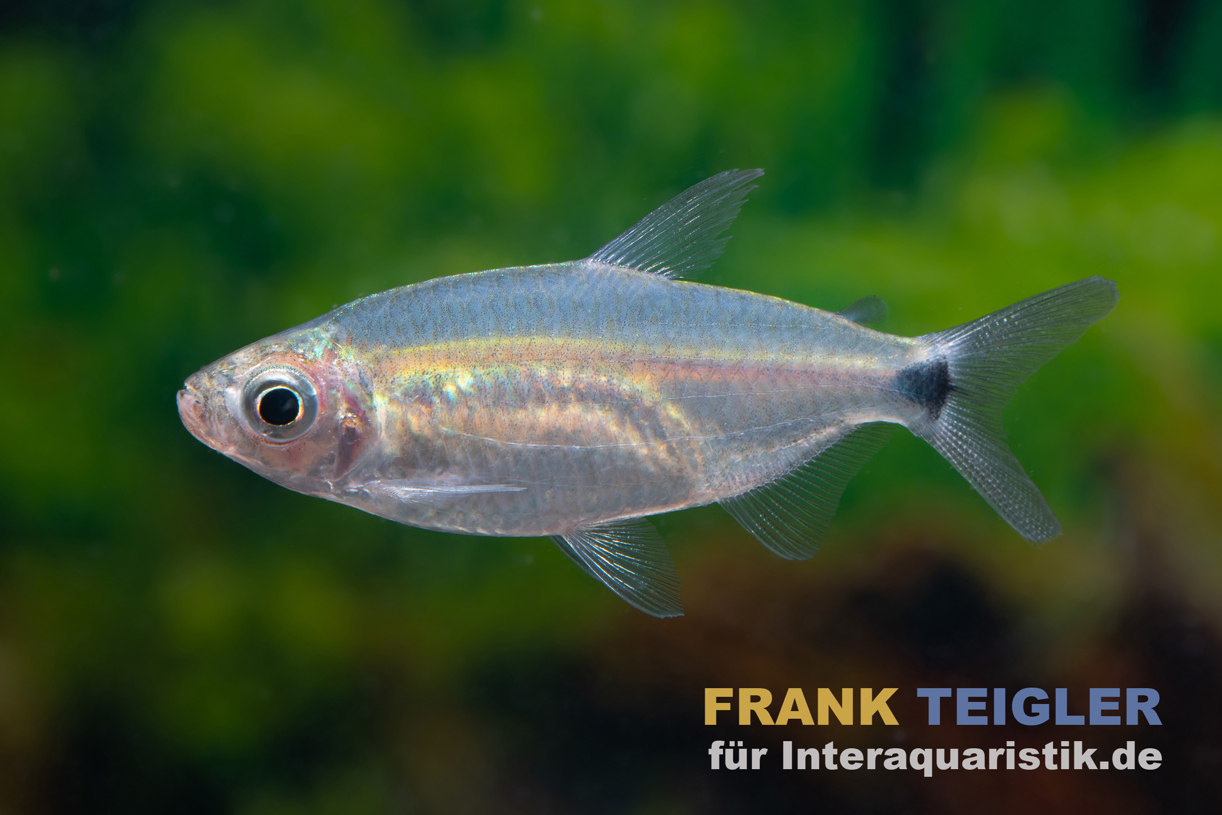 Blauer Diamantsalmler, Alestopetersius smykalai